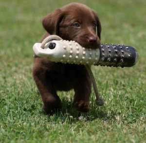 PuppyTraining