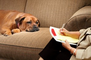 dog-psychology