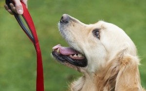 Dog Obedience Training