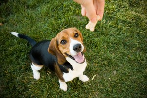 rewarding your dog