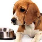 Πως να ταΐζετε σωστά τον σκύλο σας …