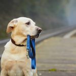 Πως μπορώ να ελαχιστοποιήσω τις πιθανότητες να χάσω τον σκύλο μου!